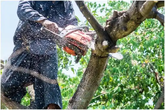 tree services Lanesboro